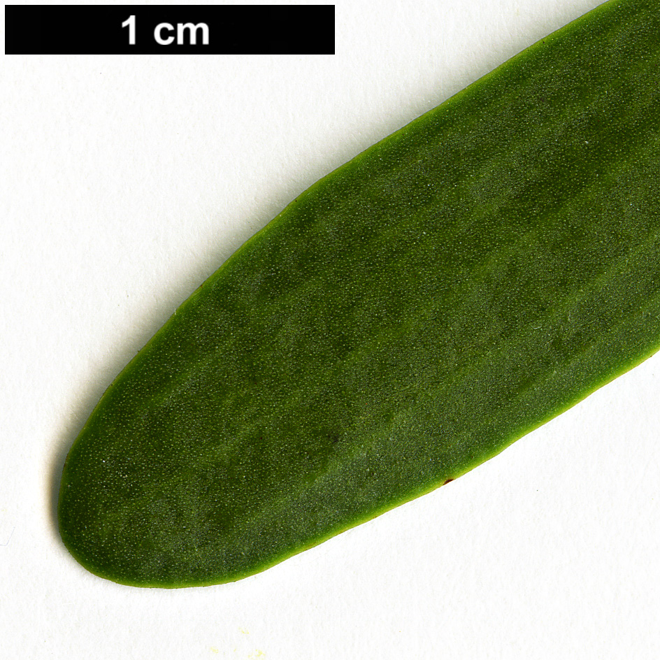 High resolution image: Family: Santalaceae - Genus: Viscum - Taxon: album